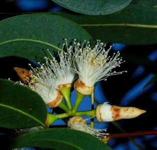 Eucalyptus Essential Oil Globulus 4
